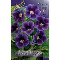 Глоксиния Голливуд 2шт (ИС)