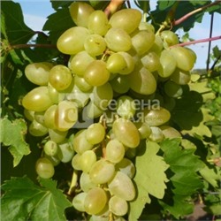 Виноград Аркадия (Сем.Алтая)