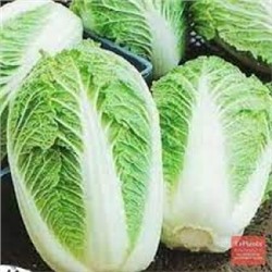 Капуста Пекинская Хибинская (УД) 0,25г