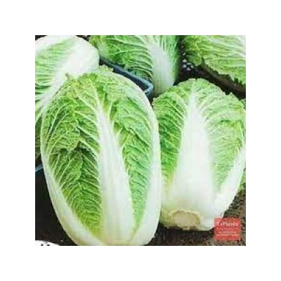 Капуста Пекинская Хибинская (УД) 0,25г