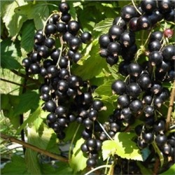 Смородина Черная Севчанка (Поиск)