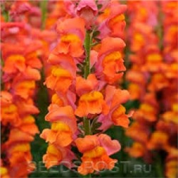 Цв.Львиный зев Потомак Дарк Оранж F1 (Potomac Dark Orange)  (Григорьев) 5шт