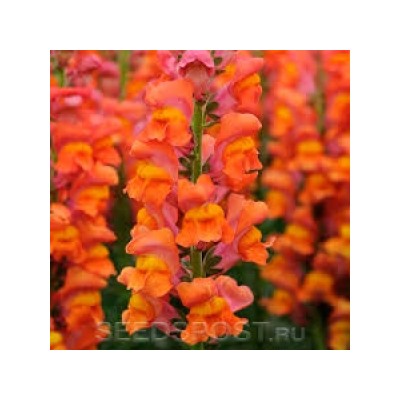 Цв.Львиный зев Потомак Дарк Оранж F1 (Potomac Dark Orange)  (Григорьев) 5шт