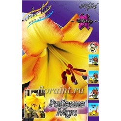 Лилии Райзинг Мун 5шт (ИС) ОТ
