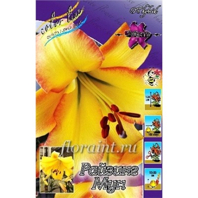 Лилии Райзинг Мун 5шт (ИС) ОТ