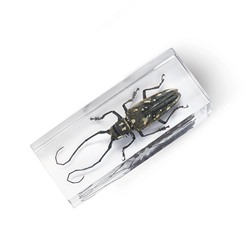 Журнал №74 "Настоящие насекомые" С ВЛОЖЕНИЕМ! Усач батоцера