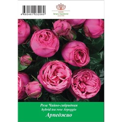 Роза Арпеджио чайно-гибридная ТУБА (БТ)