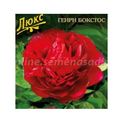 Пион Генри Бокстос трав.1шт (Поиск)