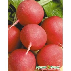 Редис Дуро Краснодарское (НК) 2г