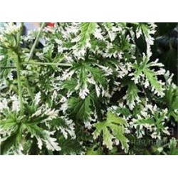 Пеларгония душистая Fragrant Frosty (запах роза с лимоном) укорен.черенок