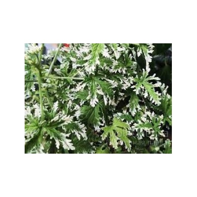 Пеларгония душистая Fragrant Frosty (запах роза с лимоном) укорен.черенок