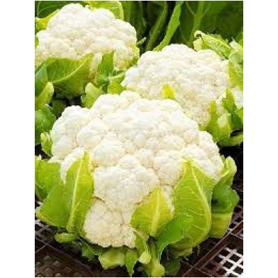 Капуста цв.Отечественная (УД) 0,25г