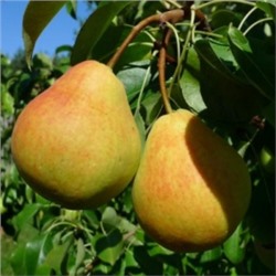 Груша Кафедральная (Поиск) УКС