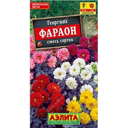 Георгина Фараон смесь (Аэлита)