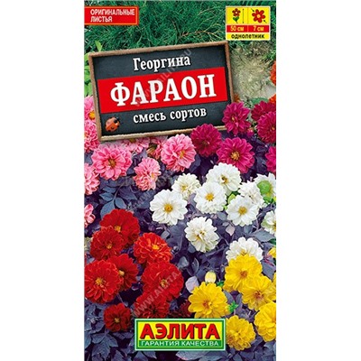 Георгина Фараон смесь (Аэлита)