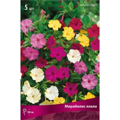 Мирабилис Смесь ялапа 5шт (Поиск)