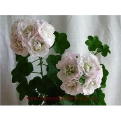 Пеларгония плющелистная Ise rose укорен.черенок
