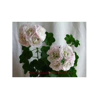 Пеларгония плющелистная Ise rose укорен.черенок