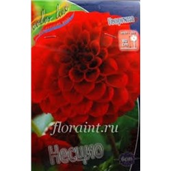 Георгин Несцио 1шт (ИС)