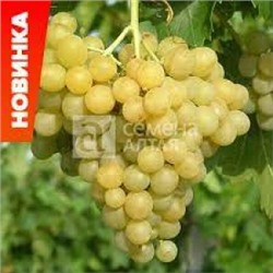 Виноград Кишмиш цитронный (Сем.Алтая)