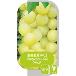 Виноград Тукай (Сем.Алтая)