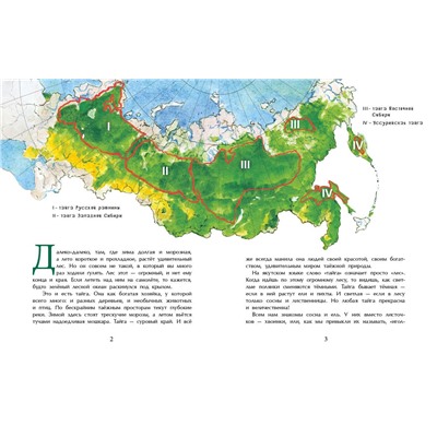 Тайга. Удивительный лес. Александр Ткаченко.