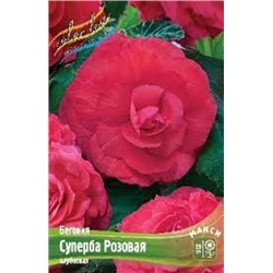 Бегония Суперба розовая 3шт (ИС)