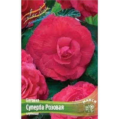 Бегония Суперба розовая 3шт (ИС)