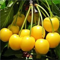 Черешня Янтарная клоновый подвой (Поиск) УКС