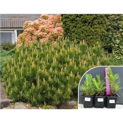 Сосна Горная Пумилио (Код: 12836)