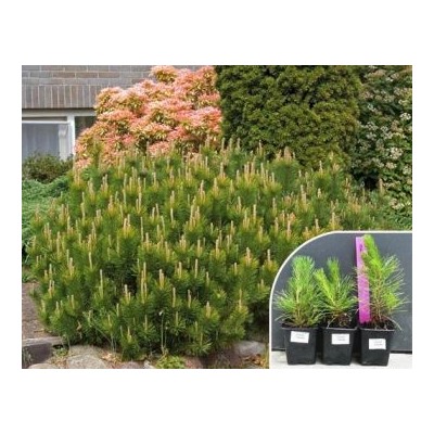 Сосна Горная Пумилио (Код: 12836)