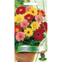 Цв.Гербера Джемсона Гибрид смесь окрасок (Поиск) 10шт