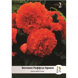 Бегонии Раффлд Оранжевая 4/+ 2шт СдС