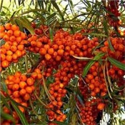 Облепиха Иня (Поиск)
