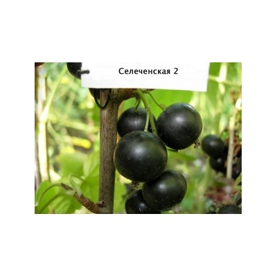 Смородина Черная Селеченская-2 (Поиск)