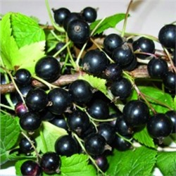 Смородина Черная Ядреная (Поиск)