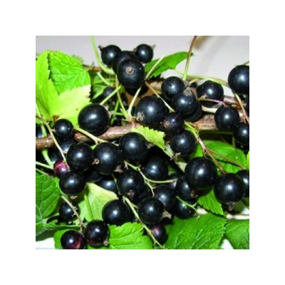 Смородина Черная Ядреная (Поиск)