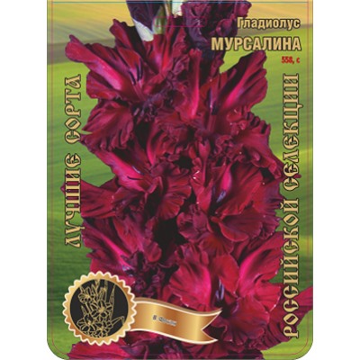 Гладиолус Мурсалина 7шт (Сиб.сад) 1 р-р