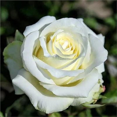 Роза Аваланч чайно-гибридная СдС