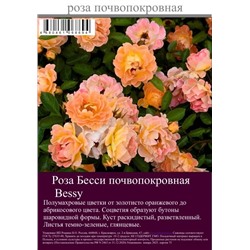Роза Бесси почвопокровная туба Польша