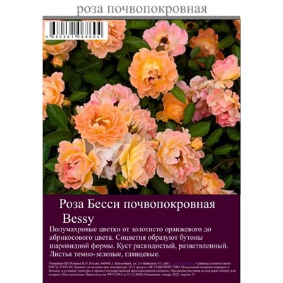 Роза Бесси почвопокровная туба Польша
