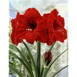 ГОРШОК Амариллис Ред Лион 1шт (ИС)