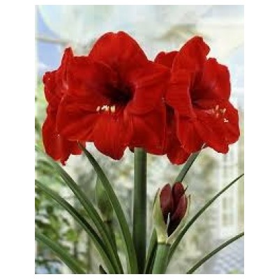 ГОРШОК Амариллис Ред Лион 1шт (ИС)