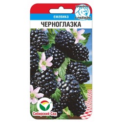 Ежевика Черноглазка (Код: 91623)