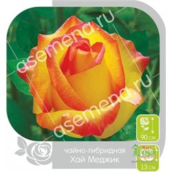 Роза Хай Меджик (Сем.Алтая) ЧГ