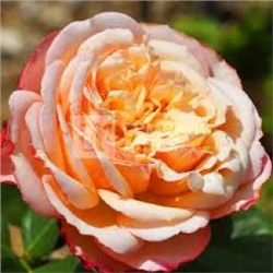 Роза Амальтея (Сем.Алтая) ФЛ
