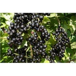 Смородина Черная Катюша (Поиск)