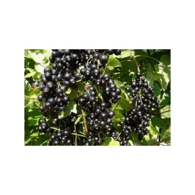 Смородина Черная Катюша (Поиск)