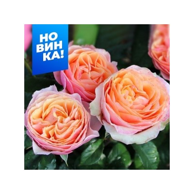 Роза Эдит (Сем.Алтая)