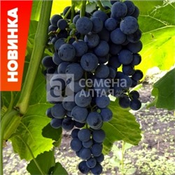 Виноград Венус (Сем.Алтая)